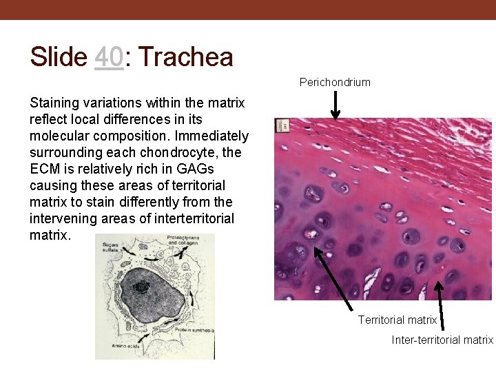 Slide 40: Trachea Perichondrium Staining variations within the matrix reflect local differences in its