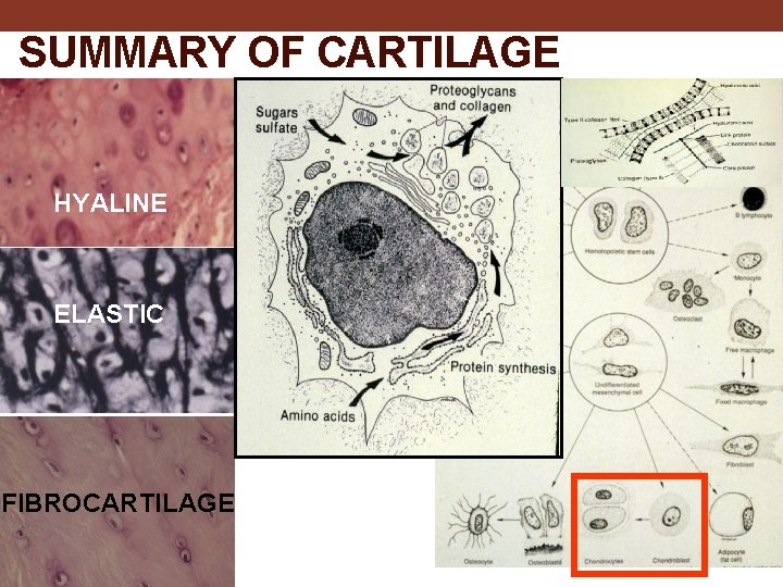 SUMMARY OF CARTILAGE HYALINE ELASTIC FIBROCARTILAGE 