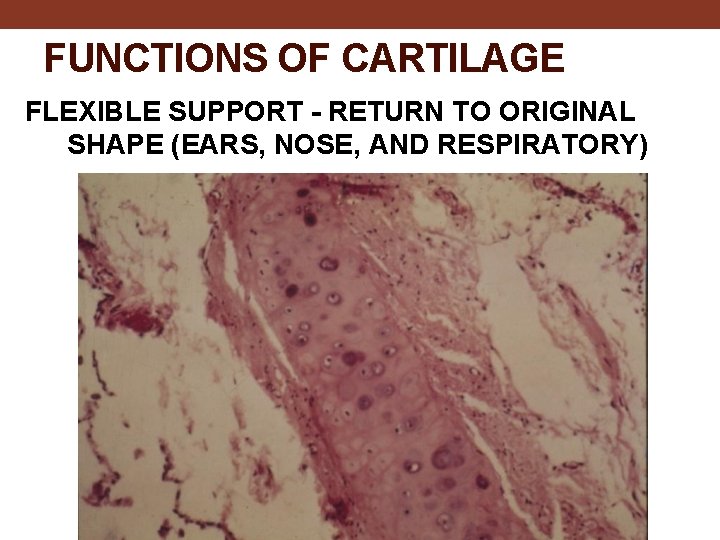 FUNCTIONS OF CARTILAGE FLEXIBLE SUPPORT - RETURN TO ORIGINAL SHAPE (EARS, NOSE, AND RESPIRATORY)