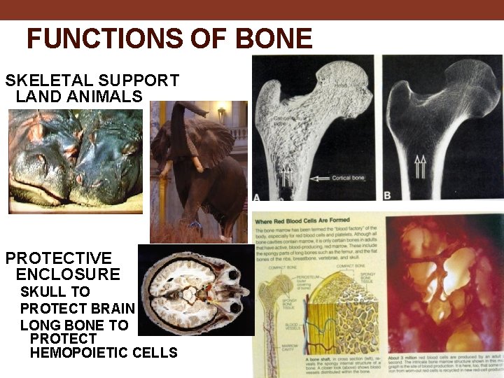 FUNCTIONS OF BONE SKELETAL SUPPORT LAND ANIMALS PROTECTIVE ENCLOSURE SKULL TO PROTECT BRAIN LONG