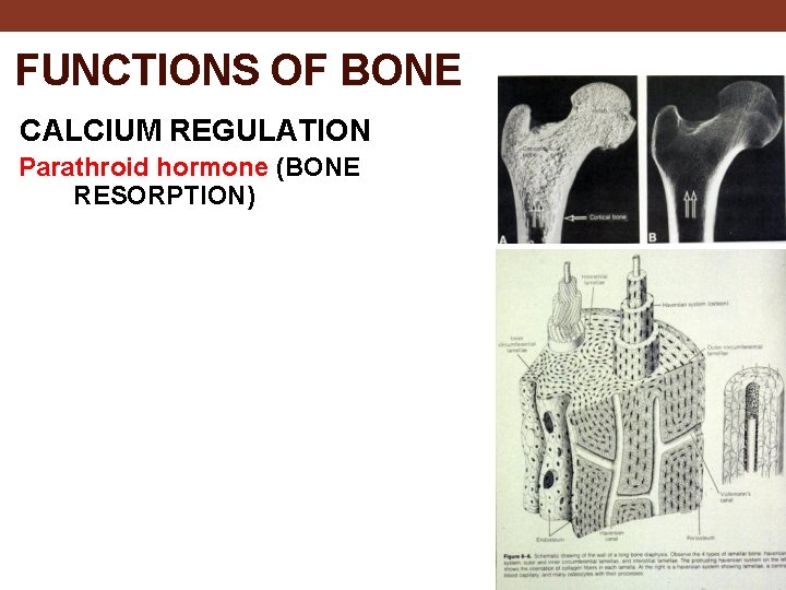 FUNCTIONS OF BONE CALCIUM REGULATION Parathroid hormone (BONE RESORPTION) 