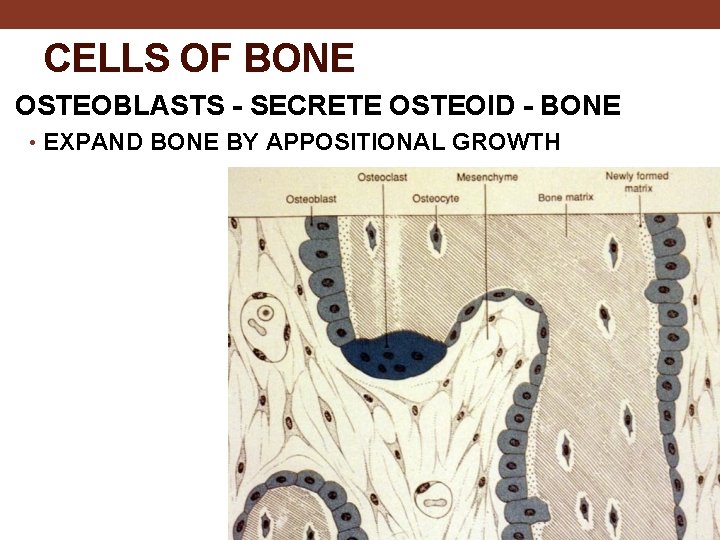 CELLS OF BONE OSTEOBLASTS - SECRETE OSTEOID - BONE • EXPAND BONE BY APPOSITIONAL
