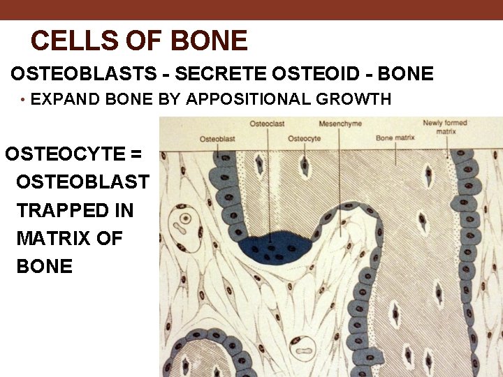 CELLS OF BONE OSTEOBLASTS - SECRETE OSTEOID - BONE • EXPAND BONE BY APPOSITIONAL