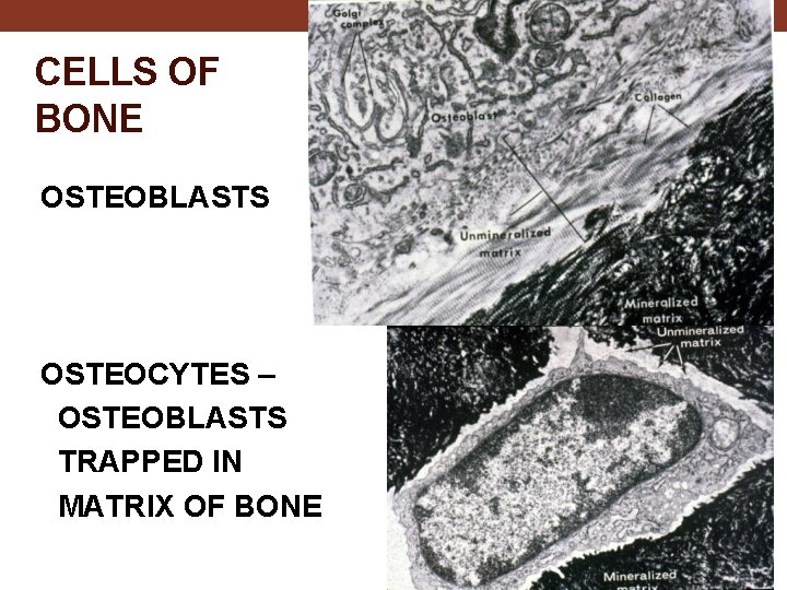 CELLS OF BONE OSTEOBLASTS OSTEOCYTES – OSTEOBLASTS TRAPPED IN MATRIX OF BONE 