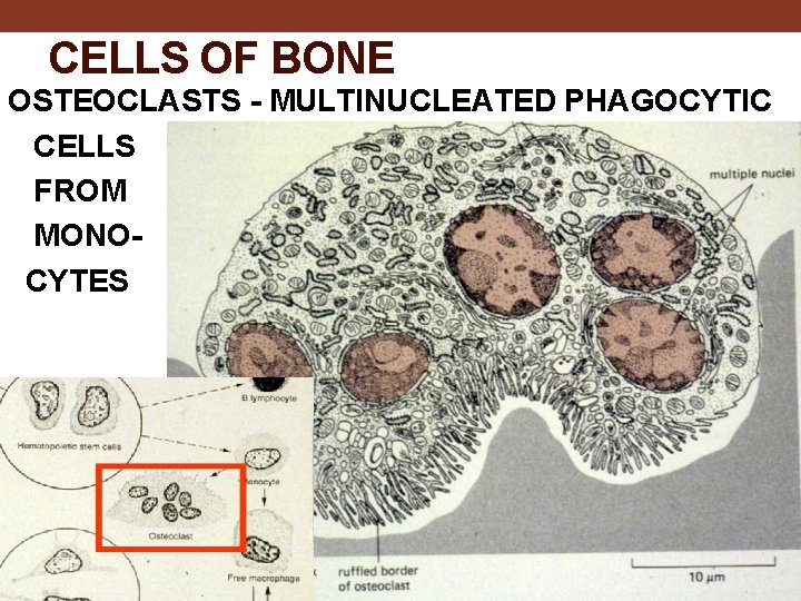 CELLS OF BONE OSTEOCLASTS - MULTINUCLEATED PHAGOCYTIC CELLS FROM MONOCYTES 