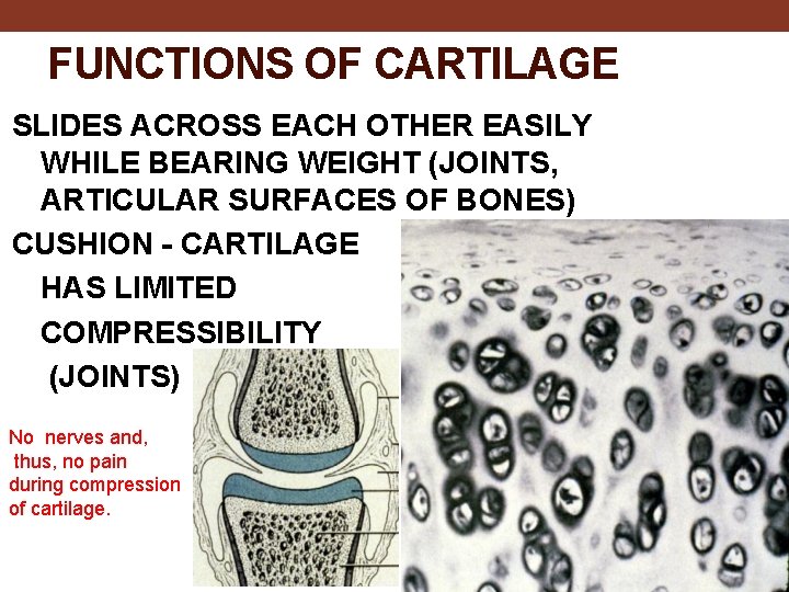 FUNCTIONS OF CARTILAGE SLIDES ACROSS EACH OTHER EASILY WHILE BEARING WEIGHT (JOINTS, ARTICULAR SURFACES