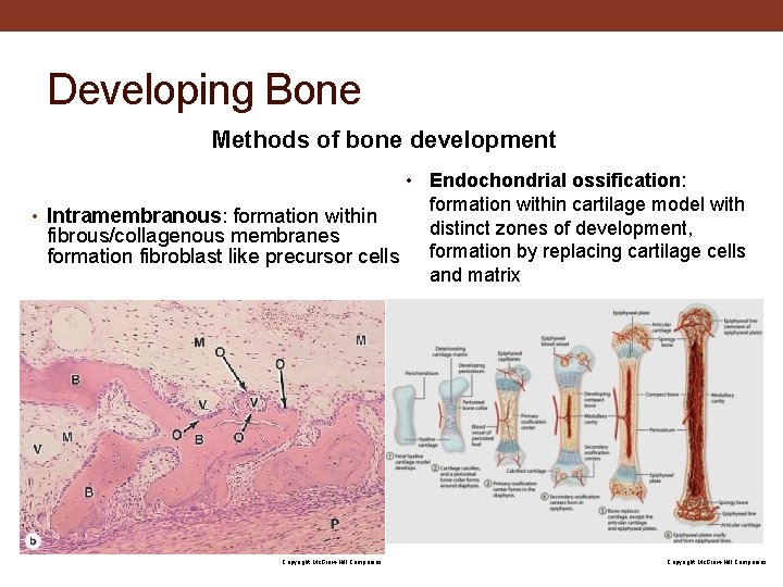 Developing Bone Methods of bone development • Endochondrial ossification: formation within cartilage model with