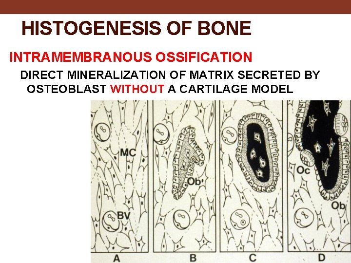 HISTOGENESIS OF BONE INTRAMEMBRANOUS OSSIFICATION DIRECT MINERALIZATION OF MATRIX SECRETED BY OSTEOBLAST WITHOUT A