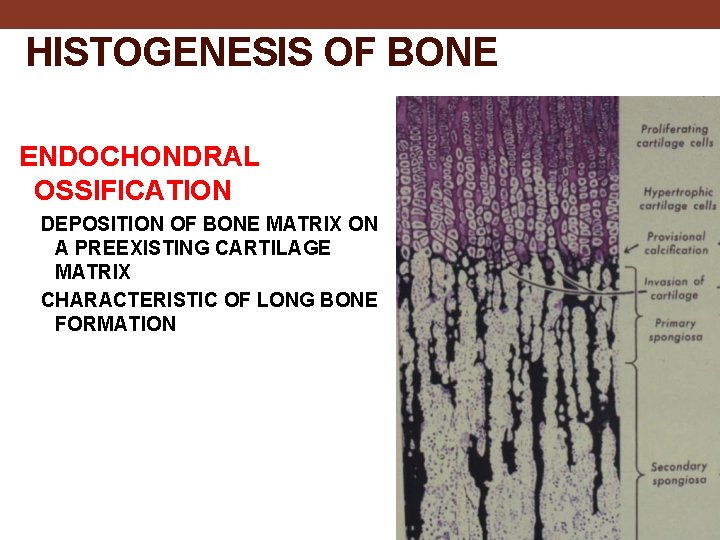 HISTOGENESIS OF BONE ENDOCHONDRAL OSSIFICATION DEPOSITION OF BONE MATRIX ON A PREEXISTING CARTILAGE MATRIX