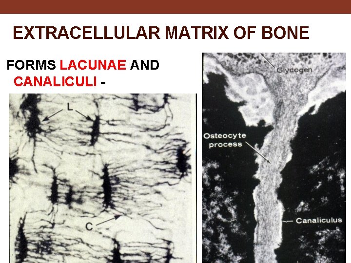 EXTRACELLULAR MATRIX OF BONE FORMS LACUNAE AND CANALICULI - 