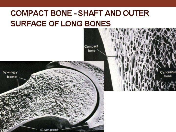 COMPACT BONE - SHAFT AND OUTER SURFACE OF LONG BONES 