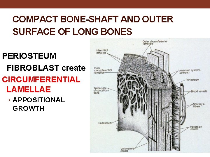 COMPACT BONE-SHAFT AND OUTER SURFACE OF LONG BONES PERIOSTEUM FIBROBLAST create CIRCUMFERENTIAL LAMELLAE •