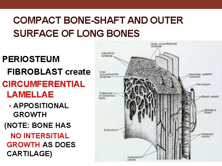 COMPACT BONE-SHAFT AND OUTER SURFACE OF LONG BONES PERIOSTEUM FIBROBLAST create CIRCUMFERENTIAL LAMELLAE •