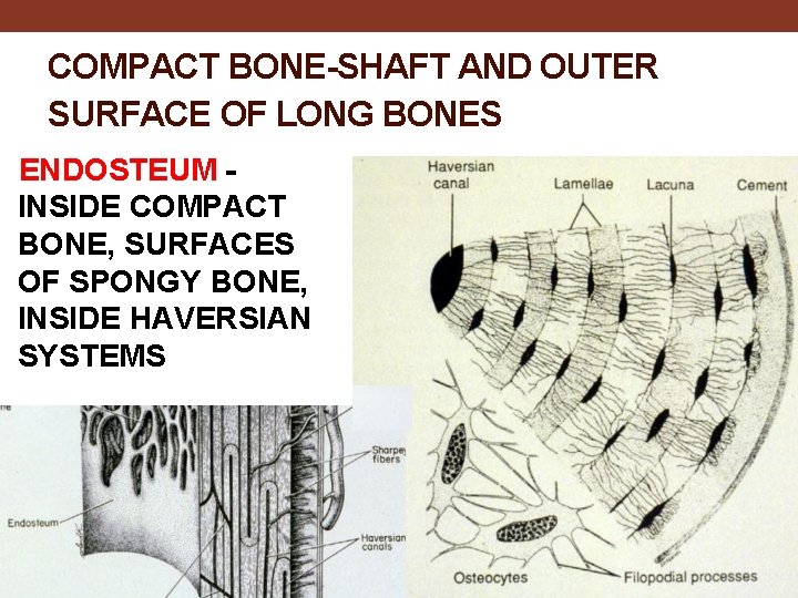 COMPACT BONE-SHAFT AND OUTER SURFACE OF LONG BONES ENDOSTEUM INSIDE COMPACT BONE, SURFACES OF