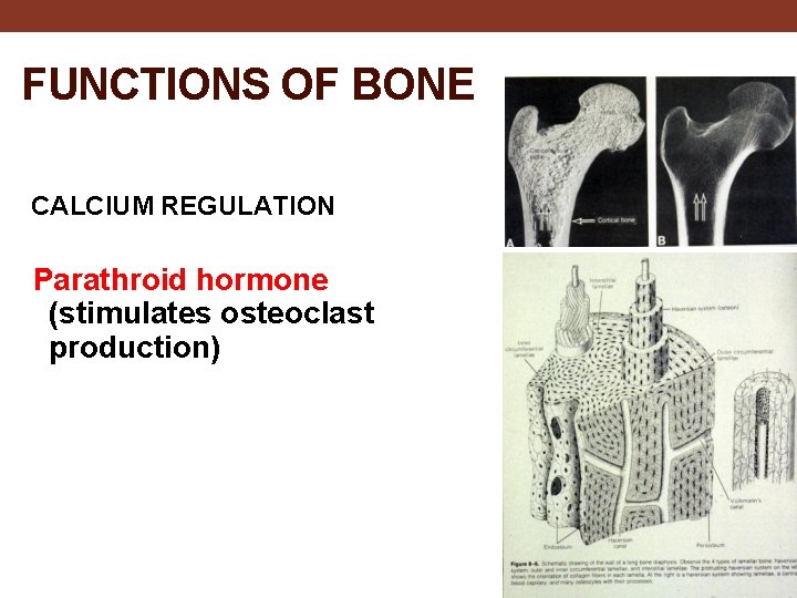 FUNCTIONS OF BONE CALCIUM REGULATION Parathroid hormone (stimulates osteoclast production) 