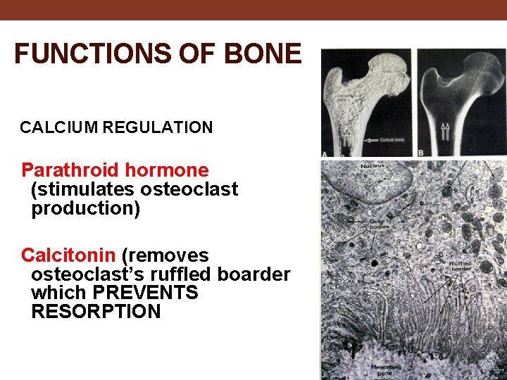 FUNCTIONS OF BONE CALCIUM REGULATION Parathroid hormone (stimulates osteoclast production) Calcitonin (removes osteoclast’s ruffled
