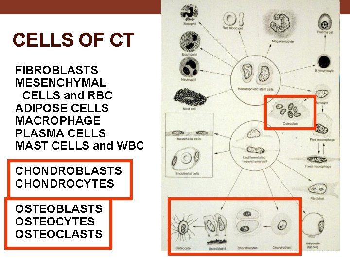 CELLS OF CT FIBROBLASTS MESENCHYMAL CELLS and RBC ADIPOSE CELLS MACROPHAGE PLASMA CELLS MAST