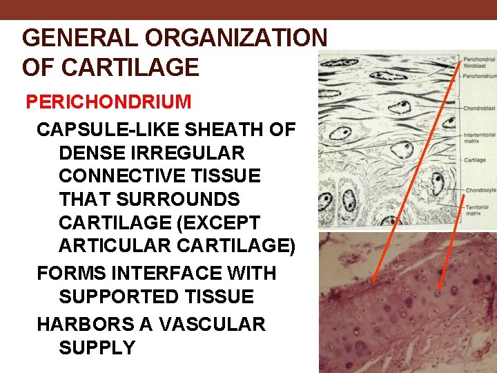 GENERAL ORGANIZATION OF CARTILAGE PERICHONDRIUM CAPSULE-LIKE SHEATH OF DENSE IRREGULAR CONNECTIVE TISSUE THAT SURROUNDS