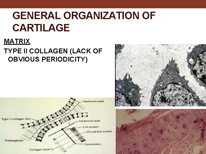 GENERAL ORGANIZATION OF CARTILAGE MATRIX TYPE II COLLAGEN (LACK OF OBVIOUS PERIODICITY) 