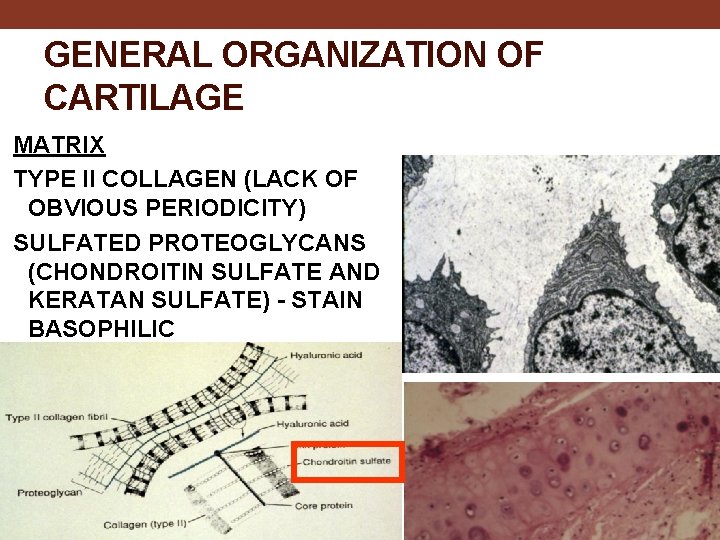 GENERAL ORGANIZATION OF CARTILAGE MATRIX TYPE II COLLAGEN (LACK OF OBVIOUS PERIODICITY) SULFATED PROTEOGLYCANS