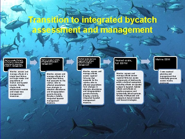 Transition to integrated bycatch assessment and management Narrow-scale (fisheryby-fishery), piecemeal (species-by-species) bycatch management Monitor,