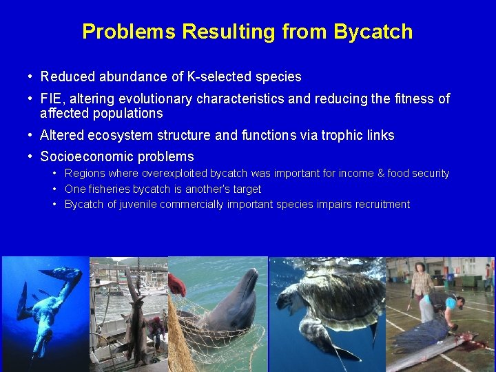 Problems Resulting from Bycatch • Reduced abundance of K-selected species • FIE, altering evolutionary