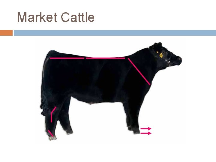 Market Cattle 