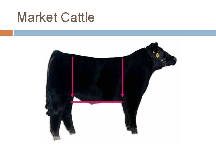 Market Cattle 
