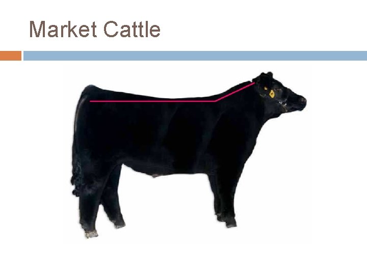Market Cattle 