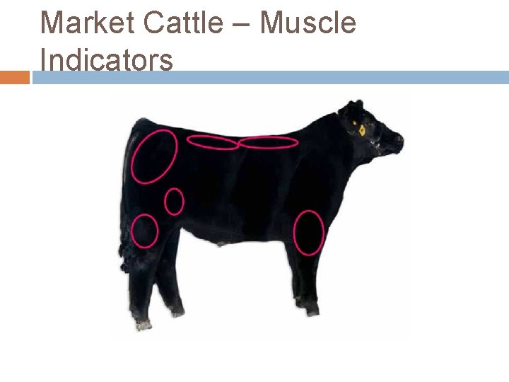 Market Cattle – Muscle Indicators 