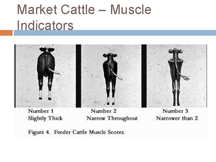 Market Cattle – Muscle Indicators 