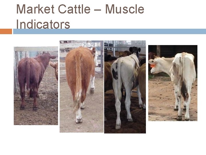 Market Cattle – Muscle Indicators 