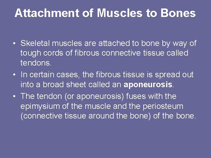 Attachment of Muscles to Bones • Skeletal muscles are attached to bone by way