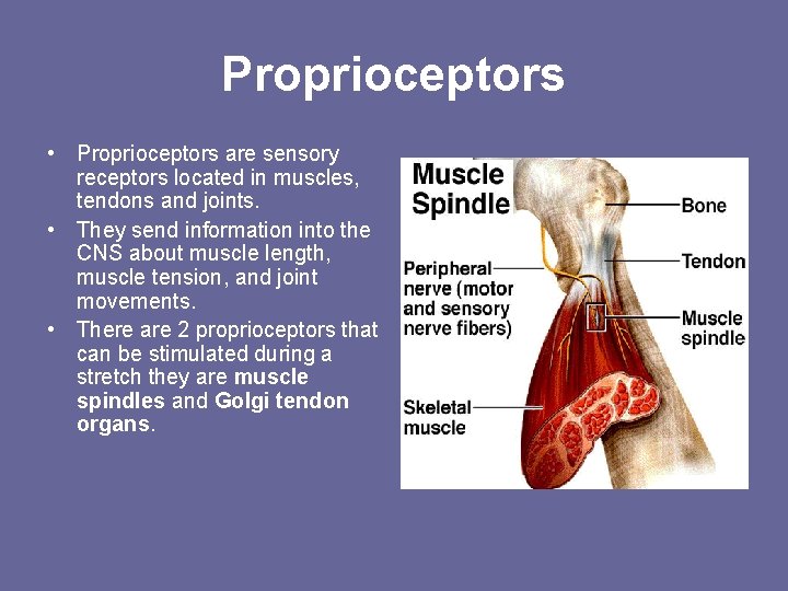 Proprioceptors • Proprioceptors are sensory receptors located in muscles, tendons and joints. • They