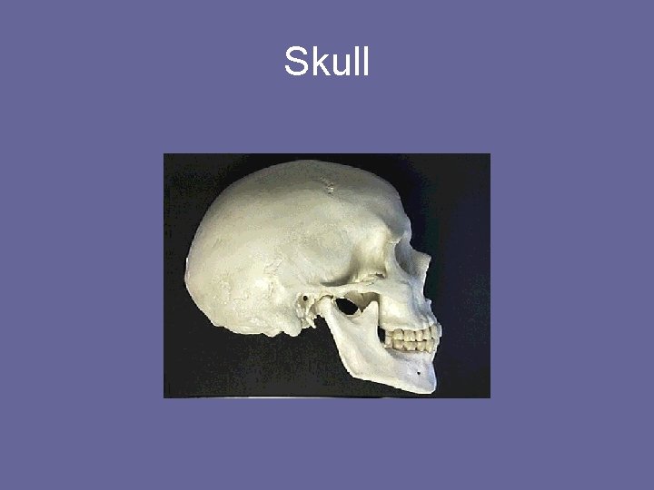 Skull 