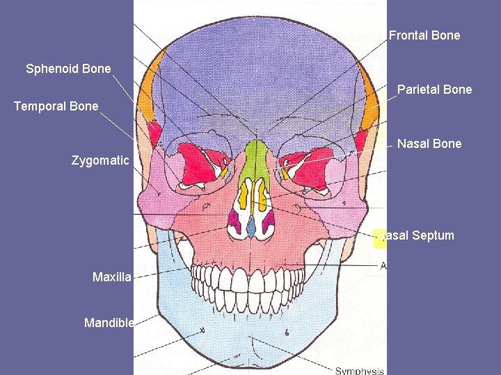 Frontal Bone Sphenoid Bone Parietal Bone Temporal Bone Nasal Bone Zygomatic Nasal Septum Maxilla