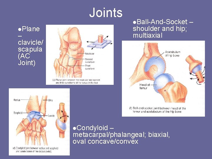 Joints l. Ball-And-Socket shoulder and hip; multiaxial l. Plane – clavicle/ scapula (AC Joint)