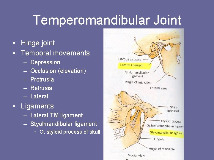 Temperomandibular Joint • Hinge joint • Temporal movements – – – Depression Occlusion (elevation)