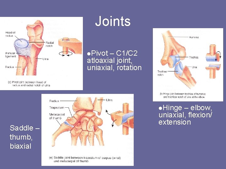 Joints l. Pivot – C 1/C 2 atloaxial joint, uniaxial, rotation l. Hinge Saddle