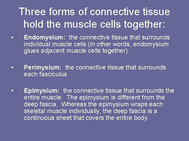 Three forms of connective tissue hold the muscle cells together: • Endomysium: the connective