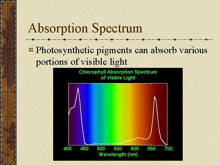 Absorption Spectrum Photosynthetic pigments can absorb various portions of visible light 