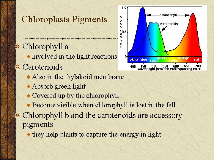 Chloroplasts Pigments Chlorophyll a involved in the light reactions Carotenoids Also in the thylakoid