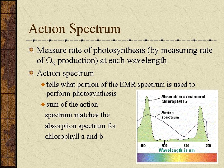 Action Spectrum Measure rate of photosynthesis (by measuring rate of O 2 production) at