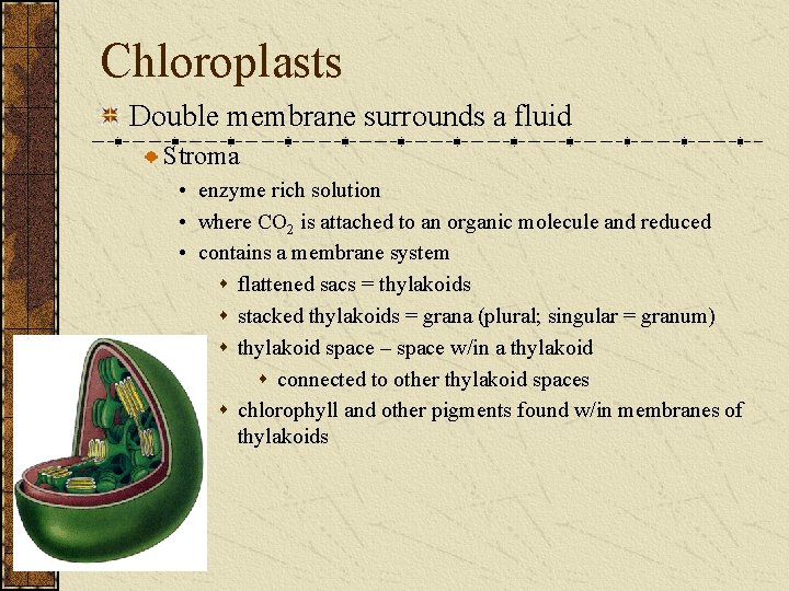 Chloroplasts Double membrane surrounds a fluid Stroma • enzyme rich solution • where CO