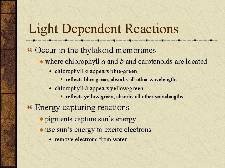 Light Dependent Reactions Occur in the thylakoid membranes where chlorophyll a and b and