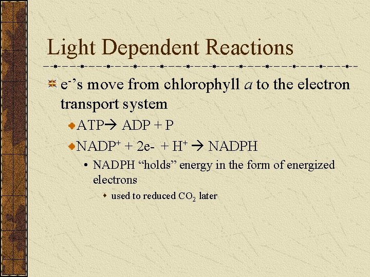 Light Dependent Reactions e-’s move from chlorophyll a to the electron transport system ATP