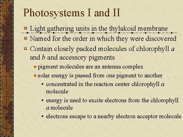 Photosystems I and II Light gathering units in the thylakoid membrane Named for the