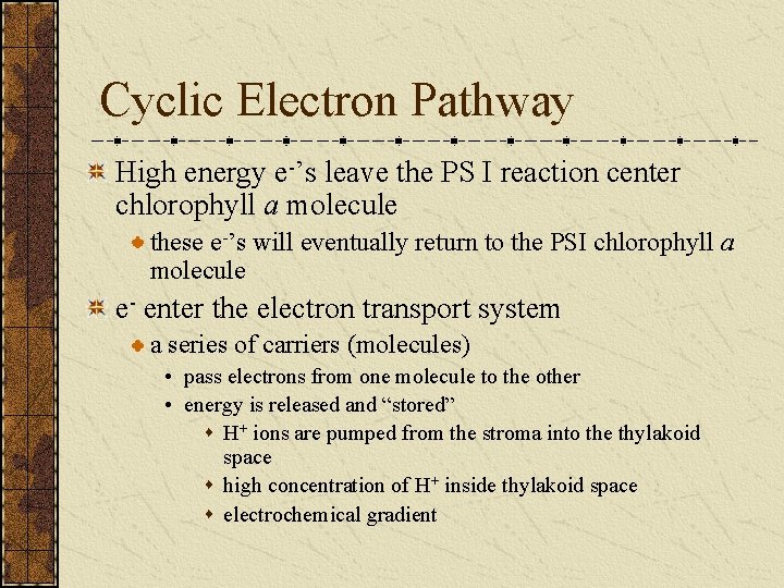 Cyclic Electron Pathway High energy e-’s leave the PS I reaction center chlorophyll a