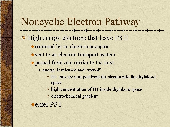 Noncyclic Electron Pathway High energy electrons that leave PS II captured by an electron