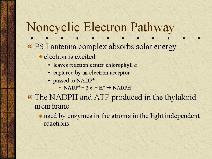 Noncyclic Electron Pathway PS I antenna complex absorbs solar energy electron is excited •